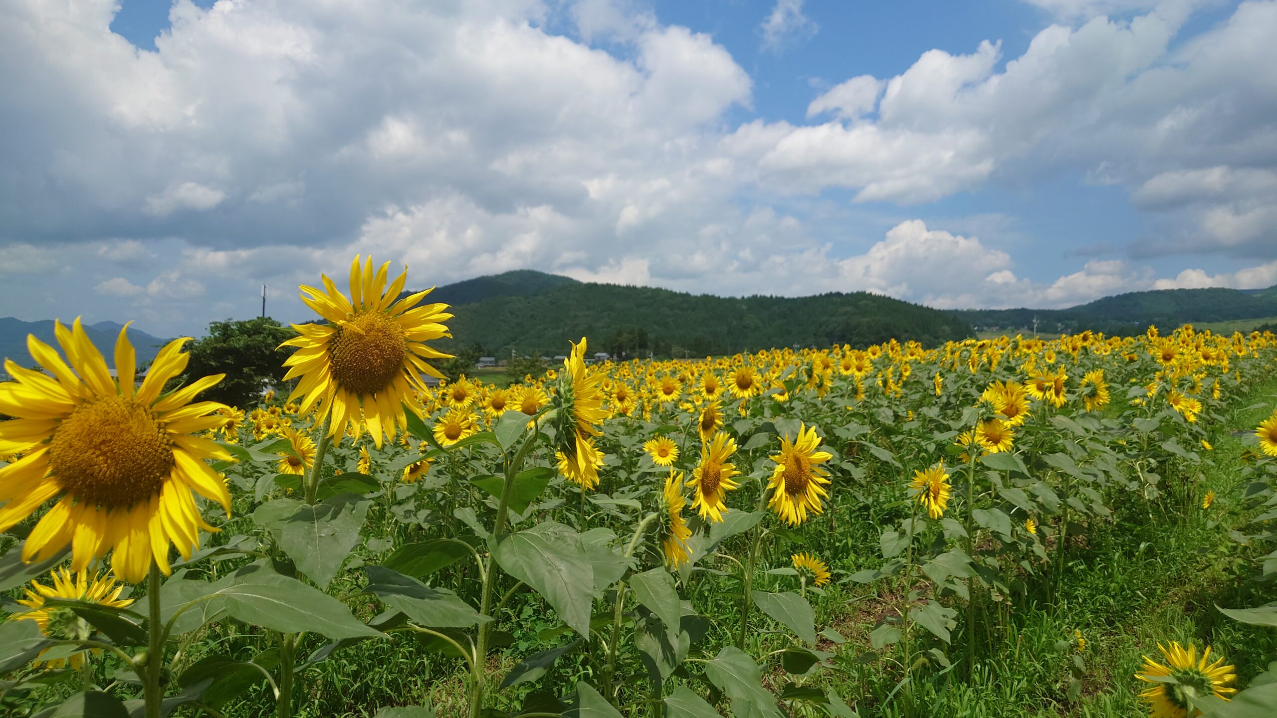 1万本のひまわり【スターランドさかだに】 | 株式会社K2アドバンスト
