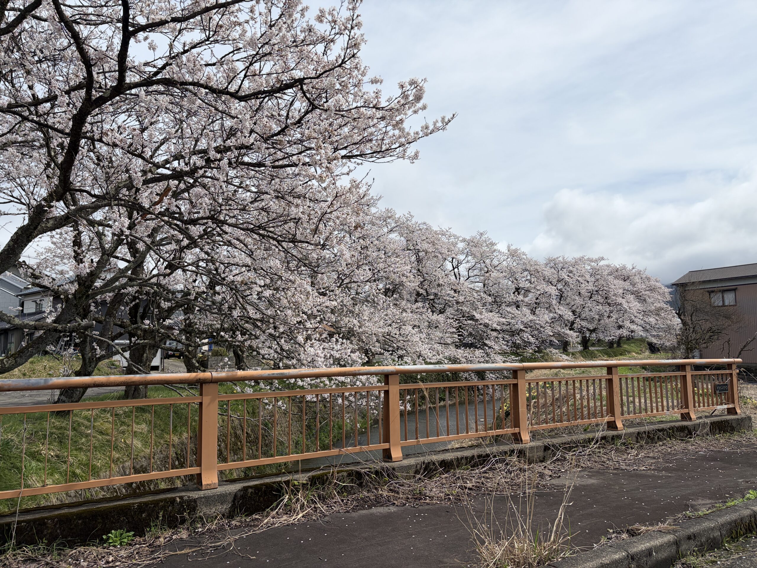 たきなみさくらばしの桜 | 株式会社K2アドバンスト
